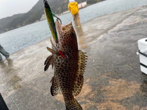 オオモンハタの釣果