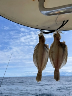 ブリの釣果