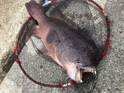 コブダイの釣果