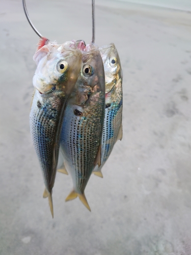 コノシロの釣果