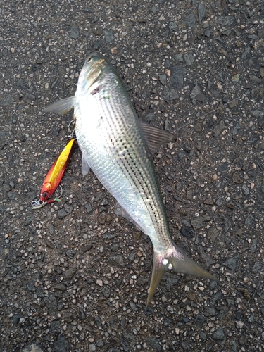 コノシロの釣果