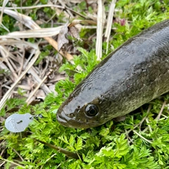 ライギョの釣果