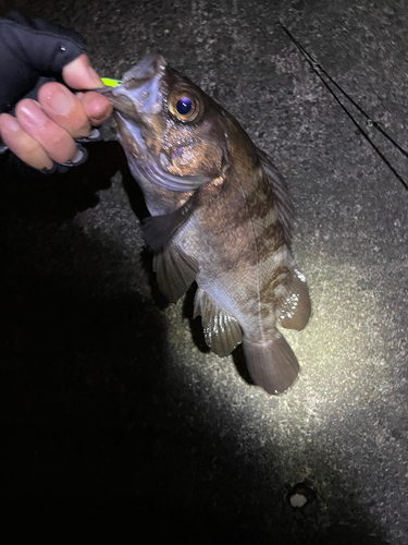 シロメバルの釣果