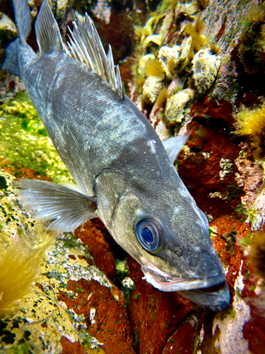 ヒラスズキの釣果