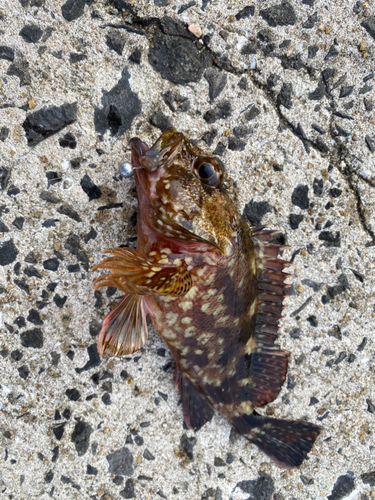 アラカブの釣果