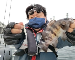 メバルの釣果