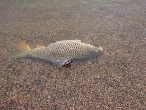 コイの釣果