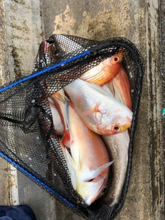 レンコダイの釣果