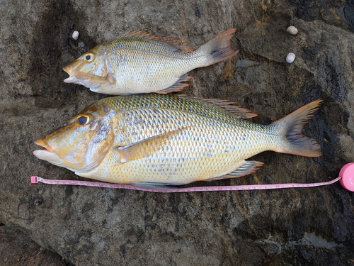 タマンの釣果