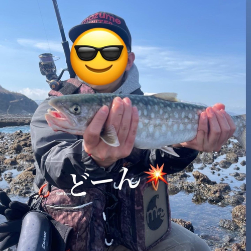 アメマスの釣果