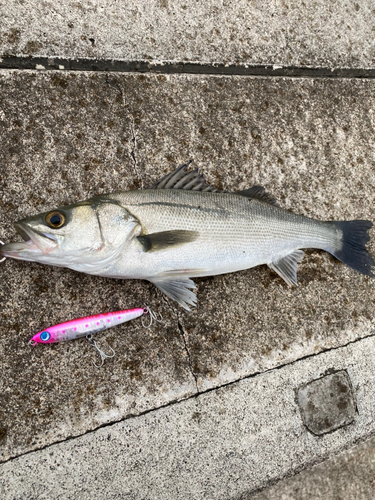 スズキの釣果