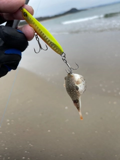 クサフグの釣果