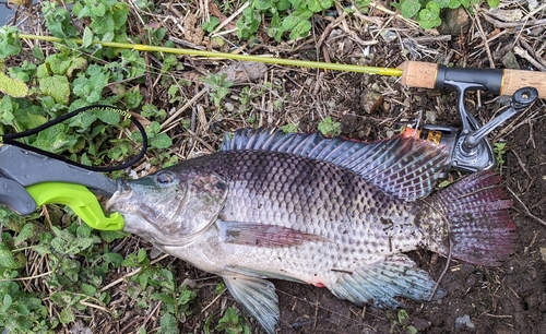 ナイルティラピアの釣果