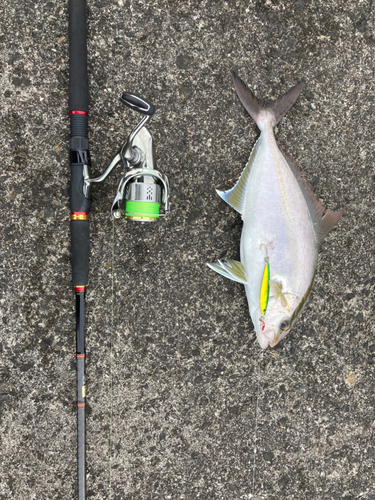 カンパチの釣果