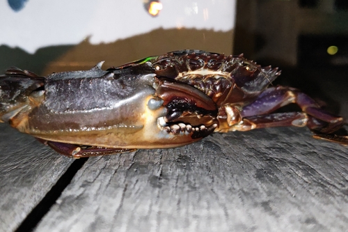 イシガニの釣果