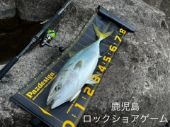 ヤズの釣果