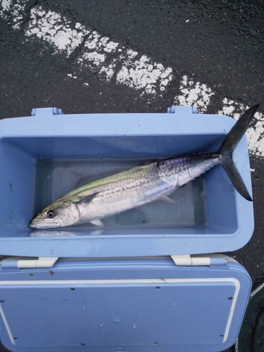 サゴシの釣果