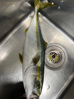 ヒラスの釣果