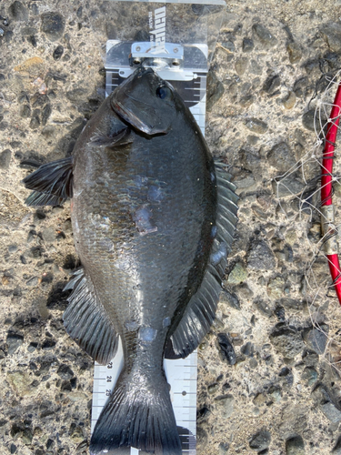 クチブトグレの釣果