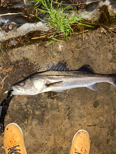 釣果