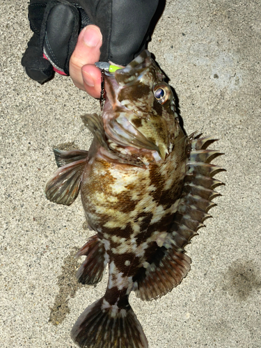 カサゴの釣果