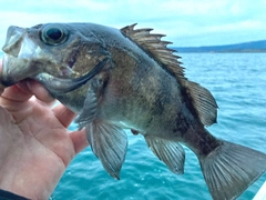 クロメバルの釣果