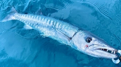 オニカマスの釣果