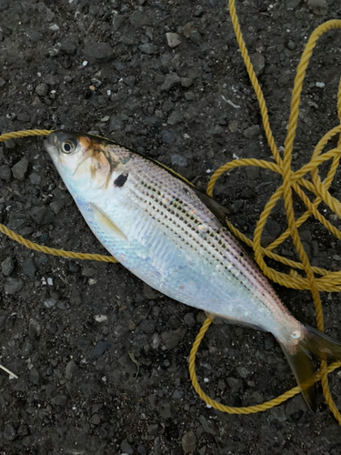 コノシロの釣果