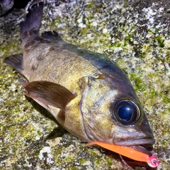 クロメバルの釣果