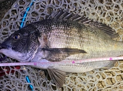 チヌの釣果
