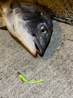 チヌの釣果