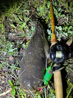 ナマズの釣果