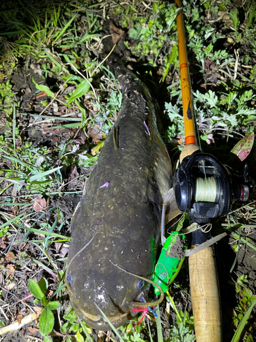 ナマズの釣果