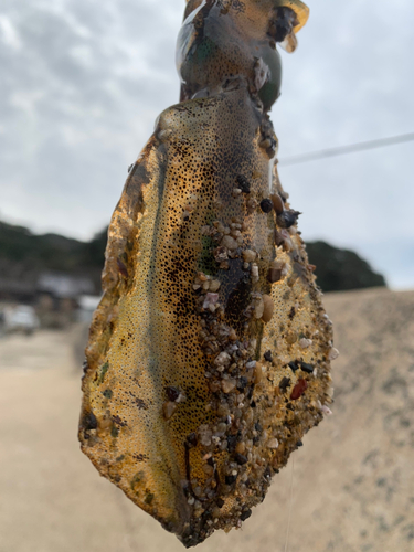 イカの釣果