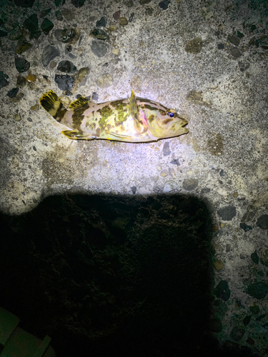 タケノコメバルの釣果