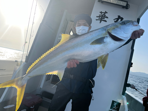 ヒラマサの釣果