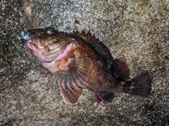 カサゴの釣果