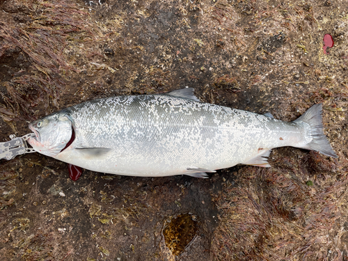 釣果