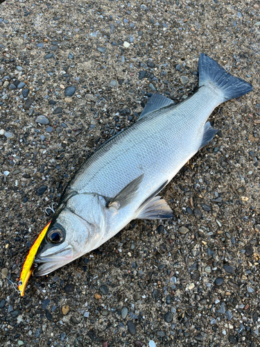 ヒラスズキの釣果