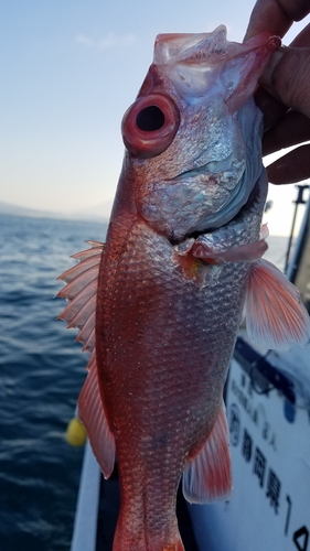 アカムツの釣果