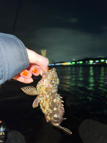 ガシラの釣果