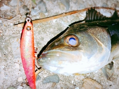 シーバスの釣果