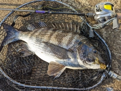 クロダイの釣果