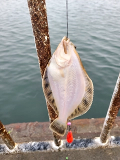 クロガシラガレイの釣果