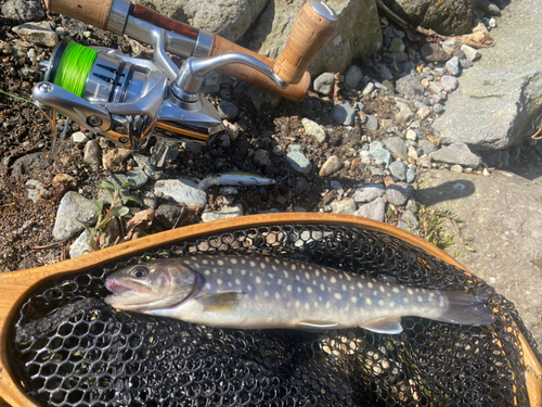 イワナの釣果