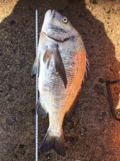 クロダイの釣果