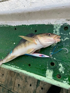 ホッケの釣果