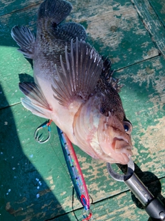 クロソイの釣果