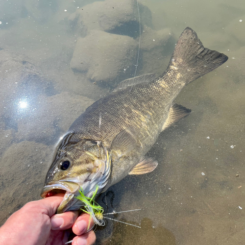 スモールマウスバスの釣果