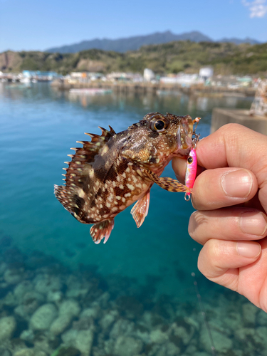 アラカブの釣果